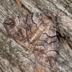 Dysbatus undescribed species (A Line-moth) at Forde, ACT - 6 Nov 2020 by kasiaaus