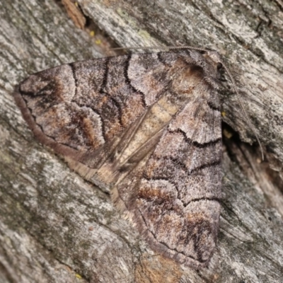 Dysbatus undescribed species (A Line-moth) at Forde, ACT - 6 Nov 2020 by kasiaaus