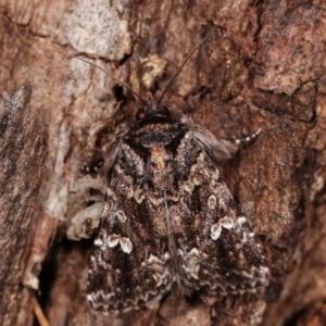 Ectopatria horologa at Forde, ACT - 6 Nov 2020