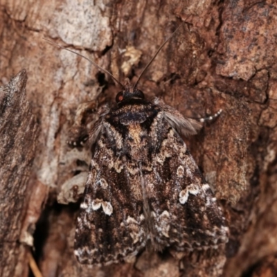 Ectopatria horologa (Nodding Saltbush Moth) at Forde, ACT - 6 Nov 2020 by kasiaaus