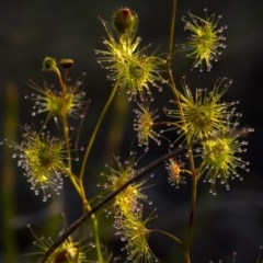Drosera gunniana (Pale Sundew) at Downer, ACT - 8 Nov 2020 by trevsci