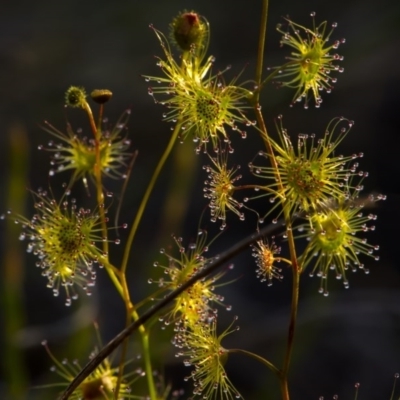 Drosera gunniana (Pale Sundew) at Downer, ACT - 8 Nov 2020 by trevsci