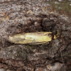 Philobota undescribed species near arabella (A concealer moth) at Forde, ACT - 6 Nov 2020 by kasiaaus