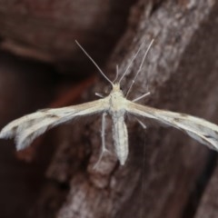 Wheeleria spilodactylus (Horehound plume moth) at Forde, ACT - 6 Nov 2020 by kasiaaus