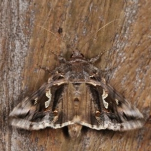 Chrysodeixis argentifera at Forde, ACT - 6 Nov 2020