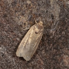 Athetis tenuis (Plain Tenuis Moth) at Forde, ACT - 6 Nov 2020 by kasiaaus