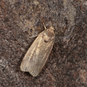 Athetis tenuis at Forde, ACT - 6 Nov 2020