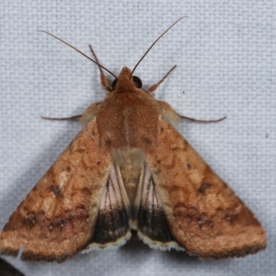 Helicoverpa (genus) (A bollworm) at Forde, ACT - 6 Nov 2020 by kasiaaus