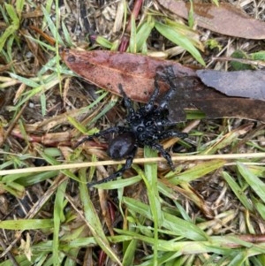 Atrax sp. (genus) at Kalaru, NSW - suppressed