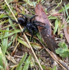 Atrax sp. (genus) at Kalaru, NSW - suppressed