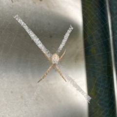 Argiope (genus) at Tanja, NSW - suppressed