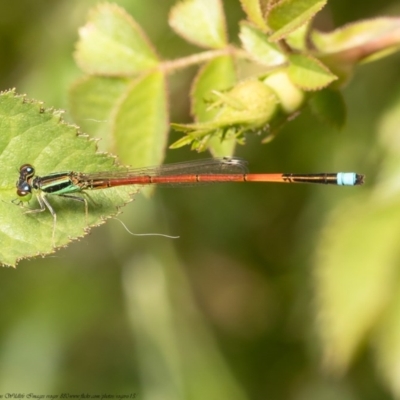 Ischnura aurora (Aurora Bluetail) at Woodstock Nature Reserve - 9 Nov 2020 by Roger