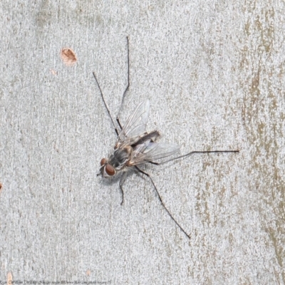 Prosena sp. (genus) (A bristle fly) at Acton, ACT - 8 Nov 2020 by Roger