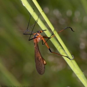 Harpobittacus australis at Holt, ACT - 9 Nov 2020