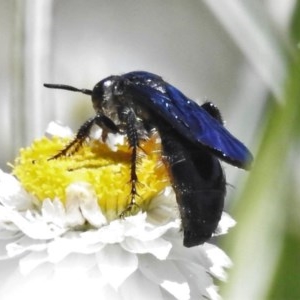 Austroscolia soror at Molonglo Valley, ACT - 9 Nov 2020