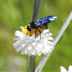 Austroscolia soror at Molonglo Valley, ACT - 9 Nov 2020