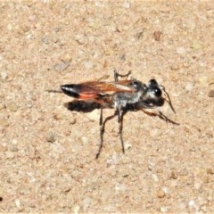 Podalonia tydei (Caterpillar-hunter wasp) at Molonglo Valley, ACT - 9 Nov 2020 by JohnBundock