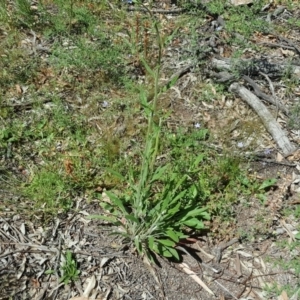 Cynoglossum australe at Symonston, ACT - 8 Nov 2020