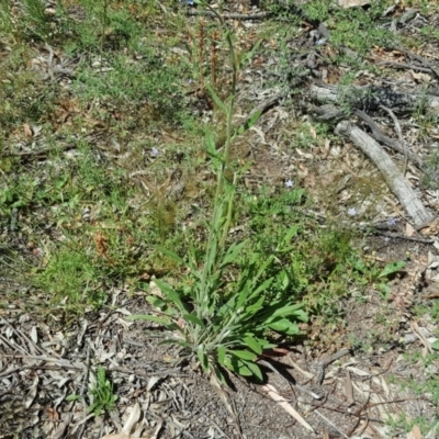 Cynoglossum australe (Australian Forget-me-not) at Symonston, ACT - 8 Nov 2020 by Mike