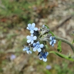 Cynoglossum australe at Symonston, ACT - 8 Nov 2020