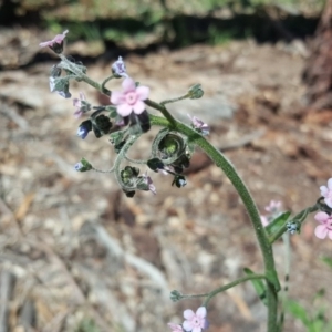 Cynoglossum australe at Symonston, ACT - 8 Nov 2020