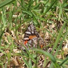 Vanessa kershawi (Australian Painted Lady) at Wodonga, VIC - 9 Nov 2020 by Kyliegw