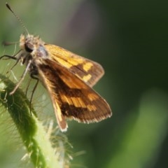 Ocybadistes walkeri (Green Grass-dart) at Chapman, ACT - 6 Nov 2020 by BarrieR