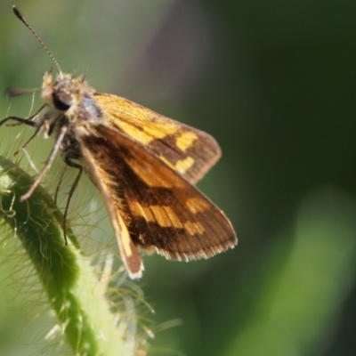 Ocybadistes walkeri (Green Grass-dart) at Chapman, ACT - 5 Nov 2020 by BarrieR