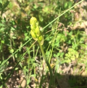 Bulbine bulbosa at Tuggeranong DC, ACT - 7 Nov 2020