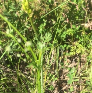 Bulbine bulbosa at Tuggeranong DC, ACT - 7 Nov 2020