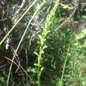 Microtis unifolia at Tuggeranong DC, ACT - suppressed