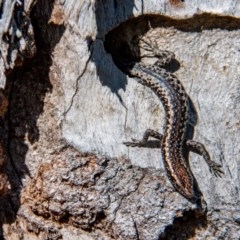 Cryptoblepharus sp. (genus) (Fence, snake-eyed or shining skinks) at Frogmore, NSW - 6 Nov 2020 by b