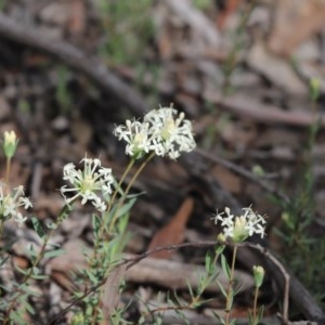 Pimelea linifolia at Holt, ACT - 1 Nov 2020 03:01 PM