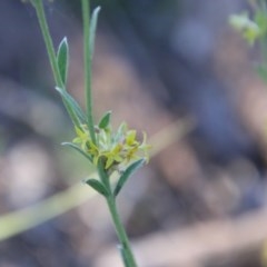 Pimelea curviflora at Hughes, ACT - 9 Nov 2020 06:39 PM