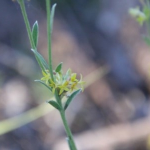 Pimelea curviflora at Hughes, ACT - 9 Nov 2020