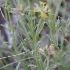 Pimelea curviflora at Hughes, ACT - 9 Nov 2020