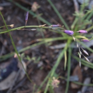 Arthropodium fimbriatum at Hughes, ACT - 9 Nov 2020