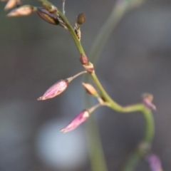 Arthropodium fimbriatum at Hughes, ACT - 9 Nov 2020