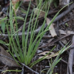 Arthropodium fimbriatum at Hughes, ACT - 9 Nov 2020