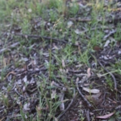 Arthropodium fimbriatum at Hughes, ACT - 9 Nov 2020