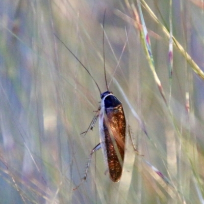 Johnrehnia concisa (A native cockroach) at Hughes, ACT - 9 Nov 2020 by LisaH