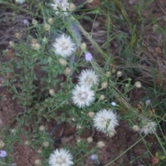 Vittadinia cuneata var. cuneata (Fuzzy New Holland Daisy) at Hughes, ACT - 9 Nov 2020 by LisaH