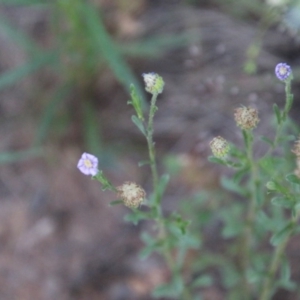 Vittadinia cuneata var. cuneata at Hughes, ACT - 9 Nov 2020