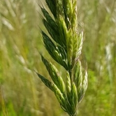 Bromus hordeaceus (A Soft Brome) at Bass Gardens Park, Griffith - 9 Nov 2020 by SRoss