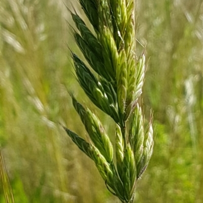 Bromus hordeaceus (A Soft Brome) at Bass Gardens Park, Griffith - 9 Nov 2020 by SRoss