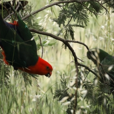 Alisterus scapularis (Australian King-Parrot) at Stromlo, ACT - 6 Nov 2020 by jb2602