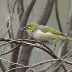Zosterops lateralis (Silvereye) at Lower Molonglo - 6 Nov 2020 by jbromilow50