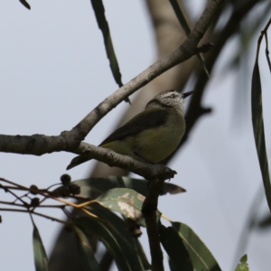 Acanthiza chrysorrhoa at Stromlo, ACT - 6 Nov 2020