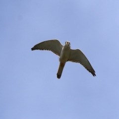 Falco cenchroides (Nankeen Kestrel) at Stromlo, ACT - 6 Nov 2020 by jb2602