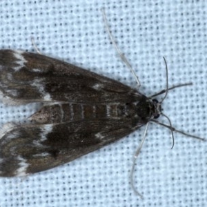 Hygraula nitens at Forde, ACT - 6 Nov 2020